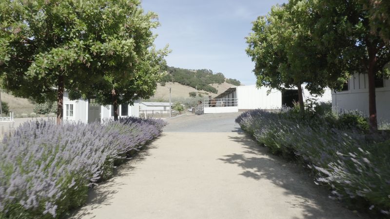A path lined with blooming lavender leading up to the white barns, with hills behind.