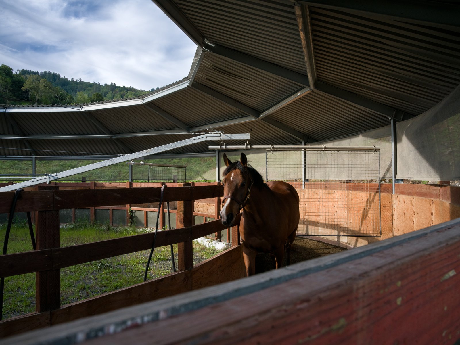 A bay horse inside the covered walker, with wooden rails and green hills beyond.