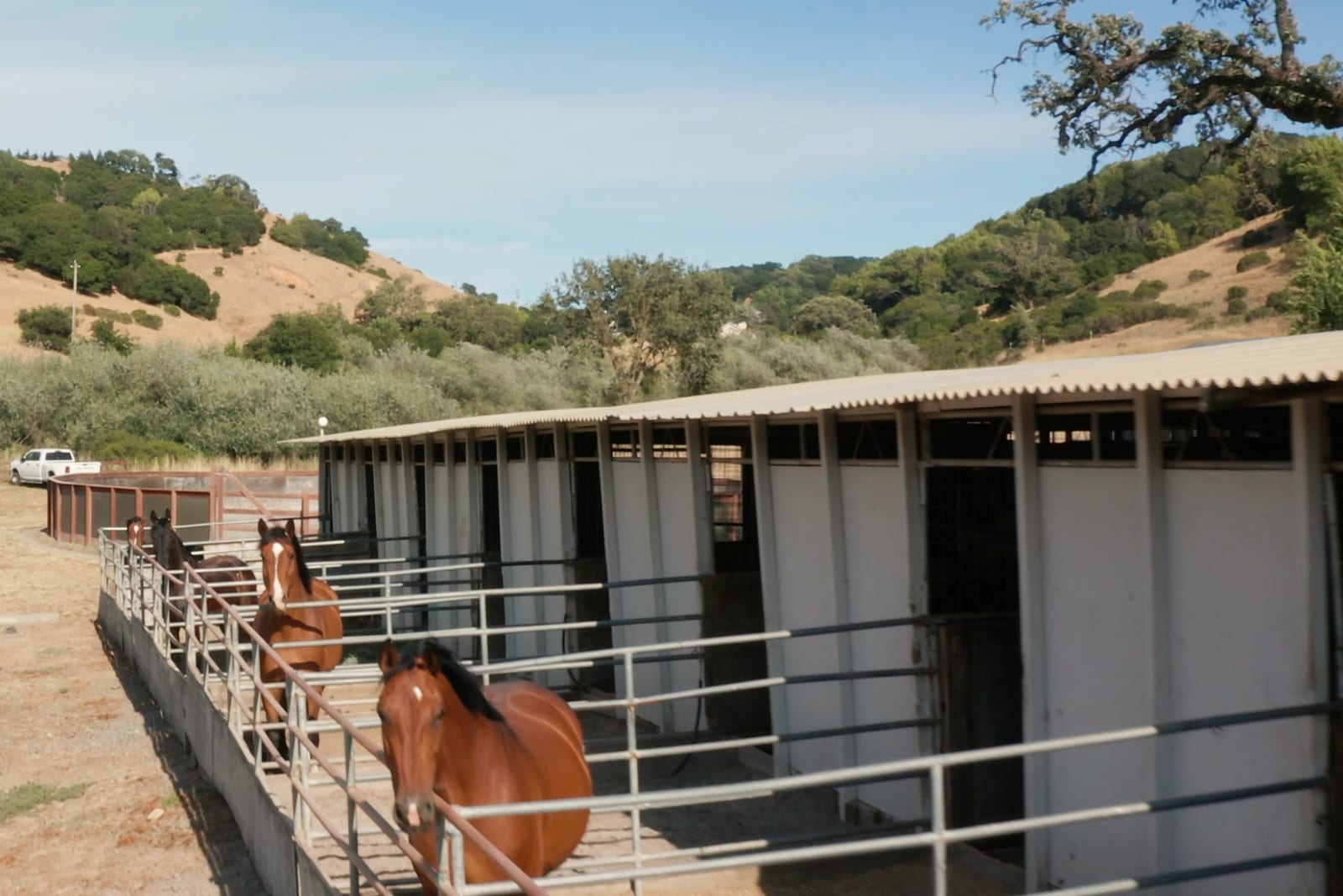Three horses at the rails of their paddocks along a long white row of stalls, with oak-covered hills behind.