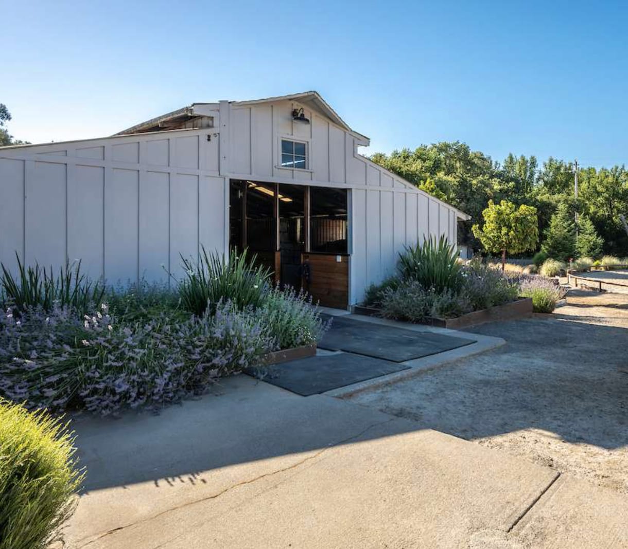 The gable front of a white board-and-batten barn with its center aisle open, lavender beds and rubber mats at the entrance.