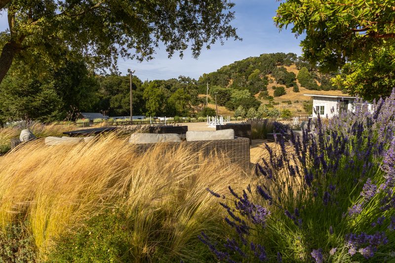 Lavender and ornamental grass beside the farm patio at golden hour