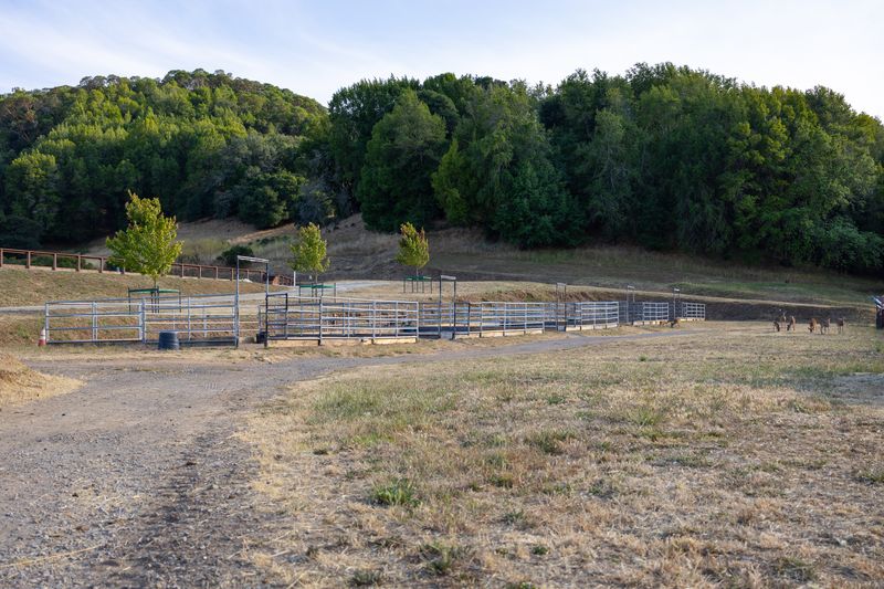 The turnout pens beside the arena, with a herd of deer in golden evening light