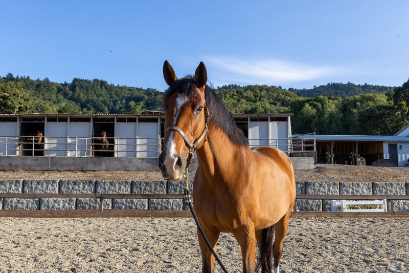 Bay horse with a white blaze standing in the arena